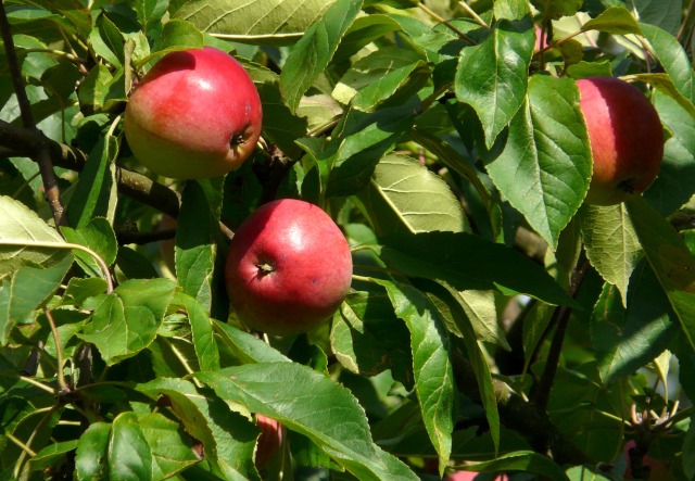 apple_fruit_apple_tree